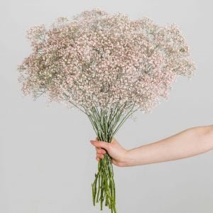 Guboea bouquet