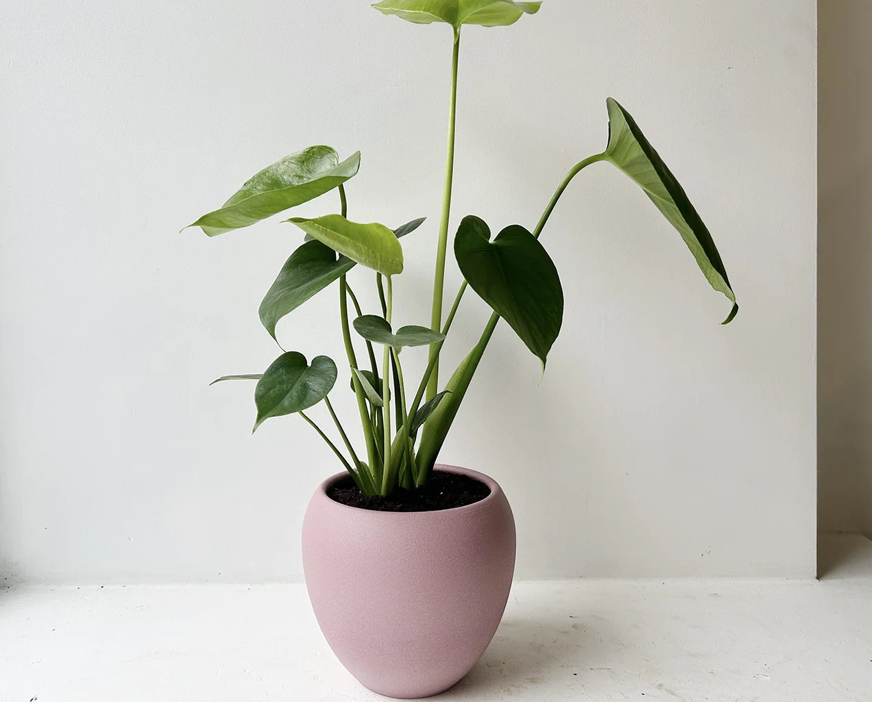 Plants