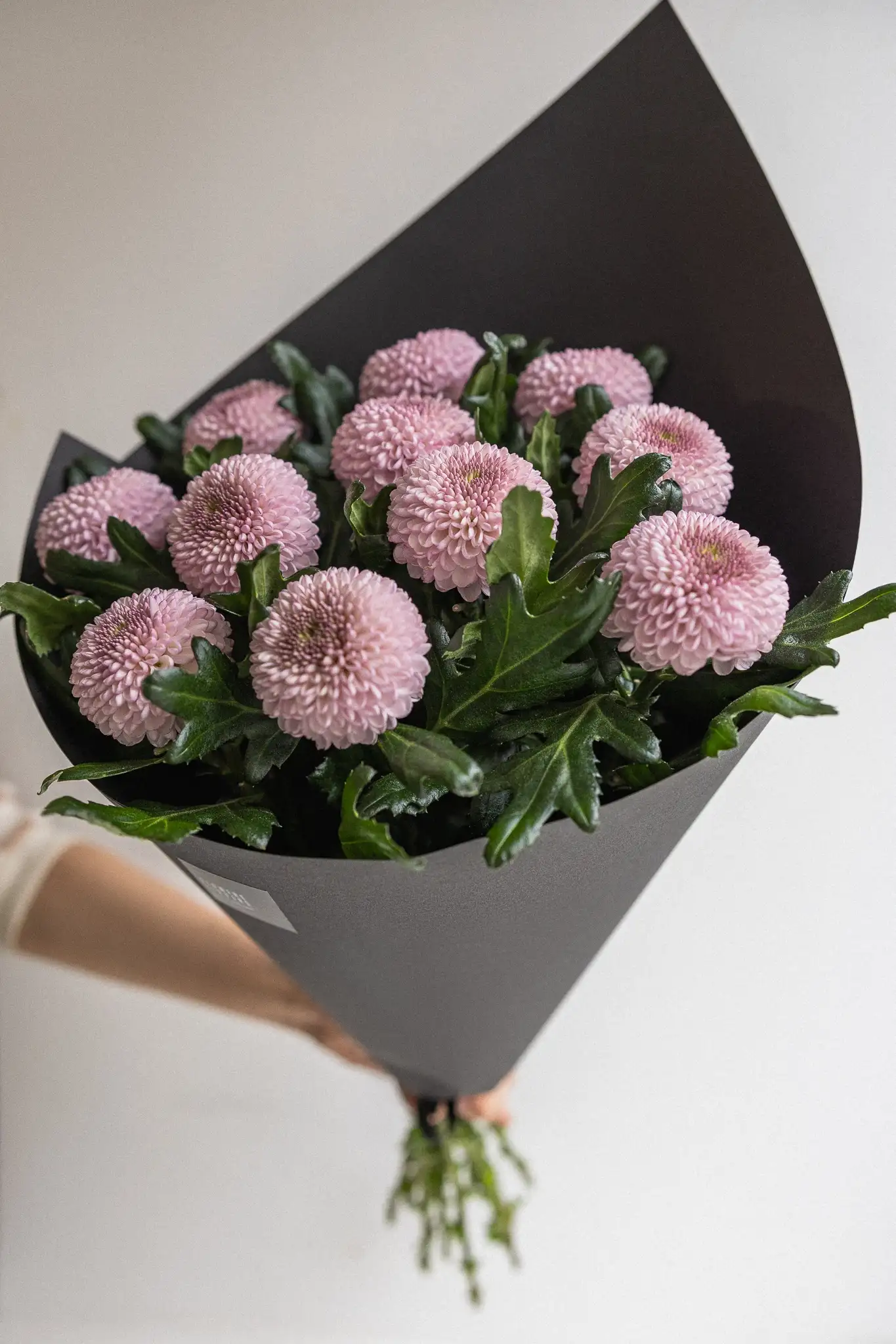 momoko chrysantemos momoko chrysantemos
