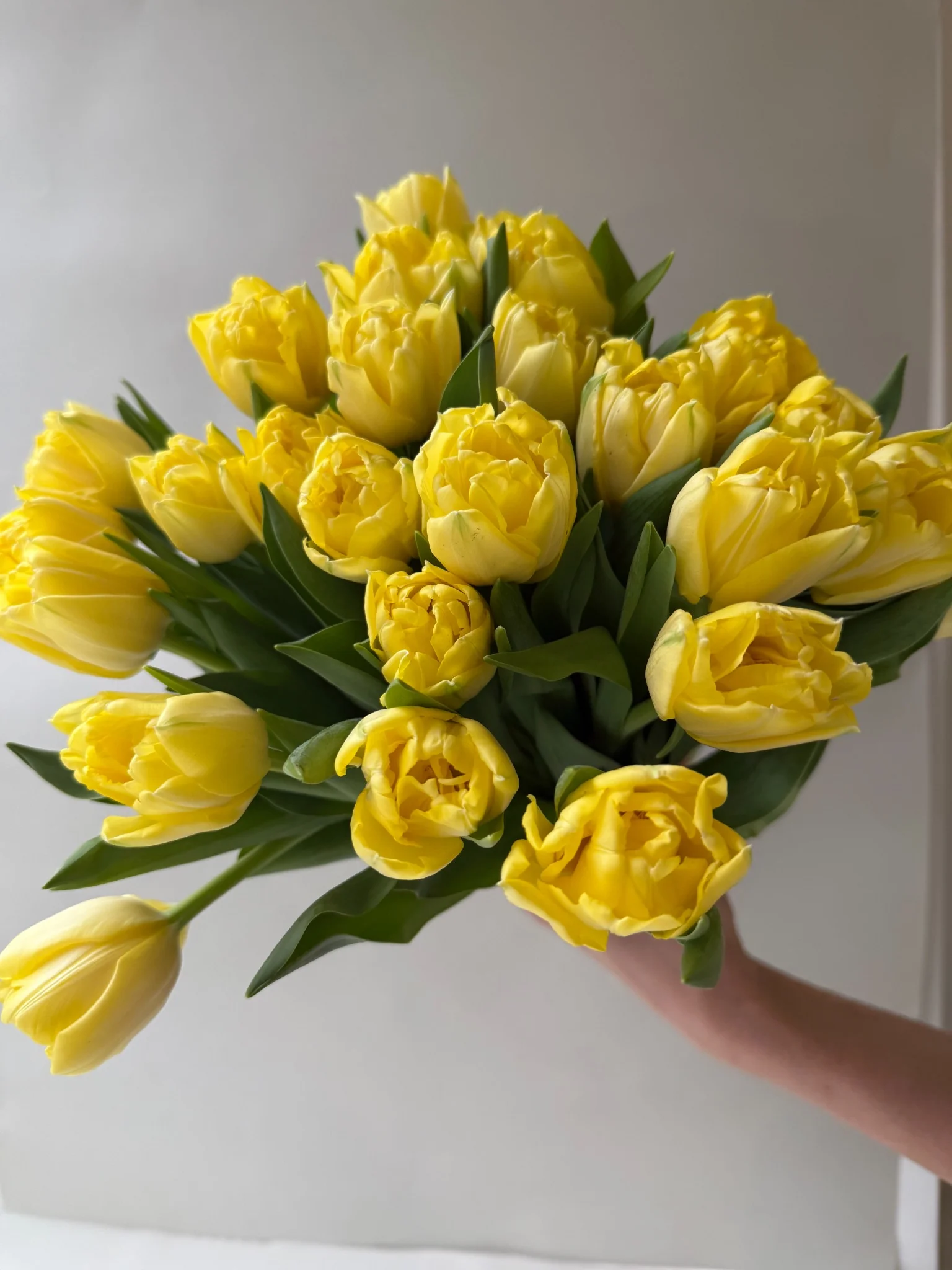 Yellow Peony Tulips
