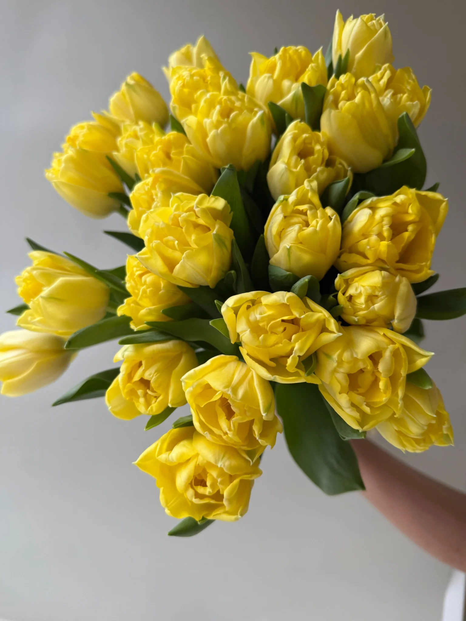 Yellow Peony Tulips