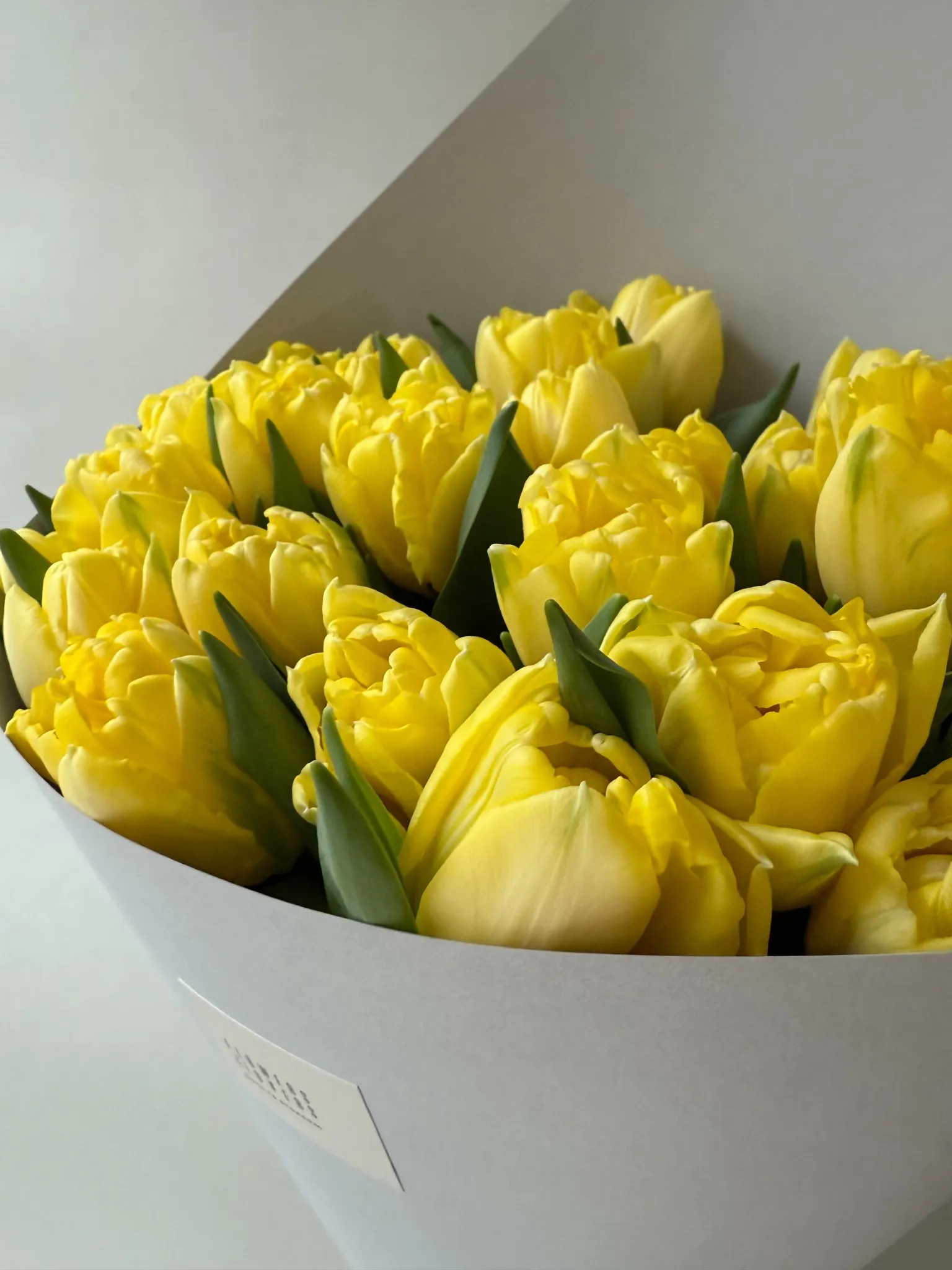 Yellow Peony Tulips